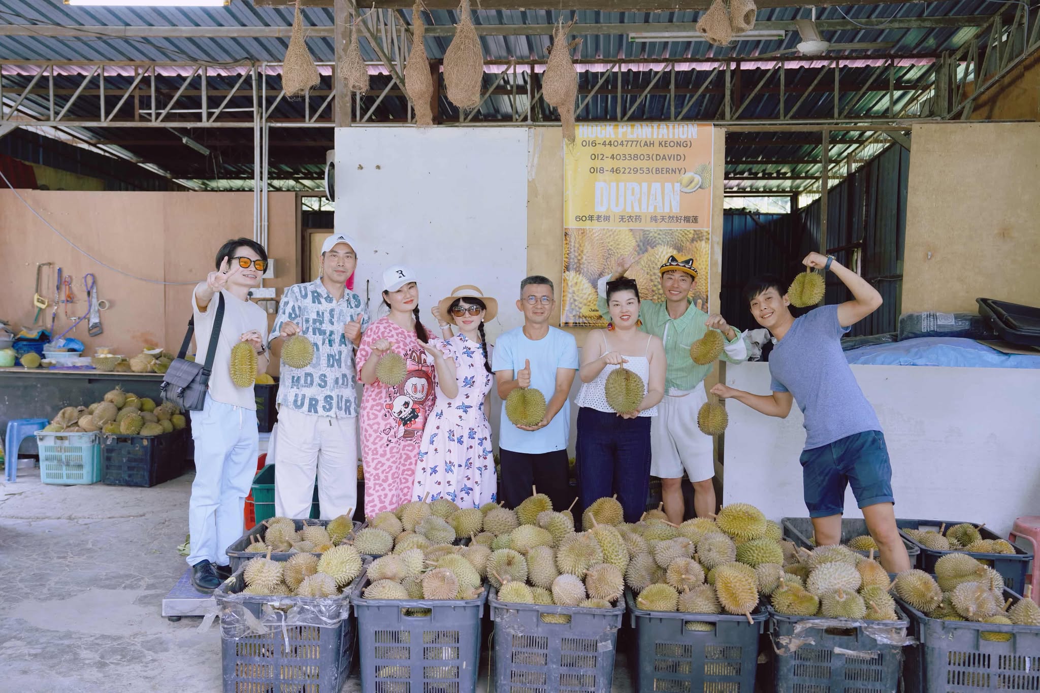Durian Orchard
